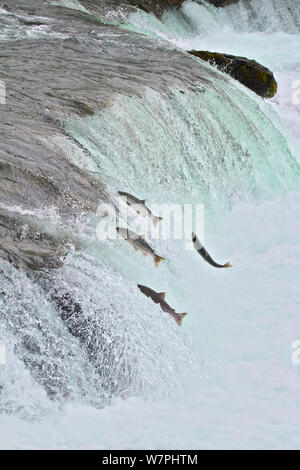 Chinook or King Salmon, Oncorhynchus tshawytscha, Rogue River, Oregon ...