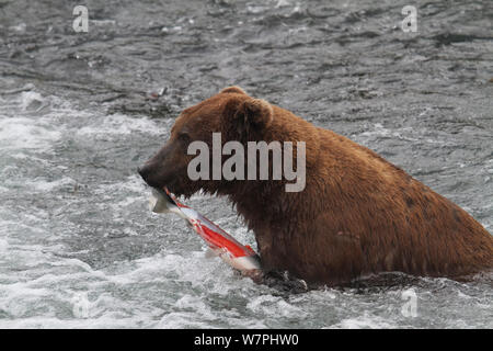 Grizzly Bear (Ursus arctos horribilis) adult male, eating salmon, Brooks River Falls, Katmai National Park, Alaska, July. Stock Photo