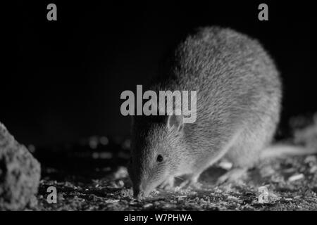Southern Brown Bandicoot  (Isoodon obesulus) at night, taken with infra red camera, Mt Rothwell, Victoria, Australia, October Stock Photo