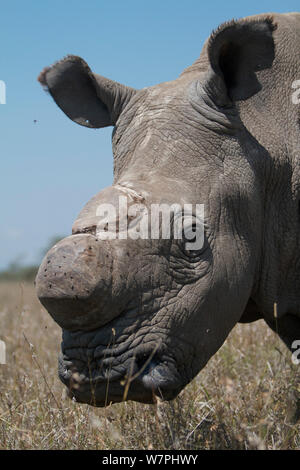 Northern white / square-lipped rhinoceros (Ceratotherium simum cottoni) dehorned, in grass, Ol Pejeta Conservancy, Kenya, Africa Stock Photo