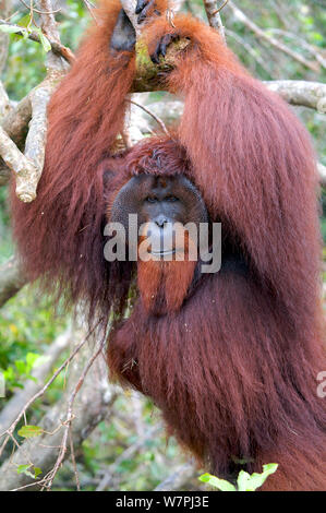 Orangutan (Pongo pygmaeus) adult male swinging in trees. Nyaru Menteng Orangutan Reintroduction Project, Central Kalimantan, Borneo, Indonesia. Stock Photo