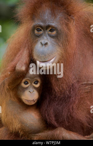 Orangutan (Pongo pygmaeus) mother and baby in tree beside river. Nyaru Menteng Orangutan Reintroduction Project, Central Kalimantan, Borneo, Indonesia. Stock Photo