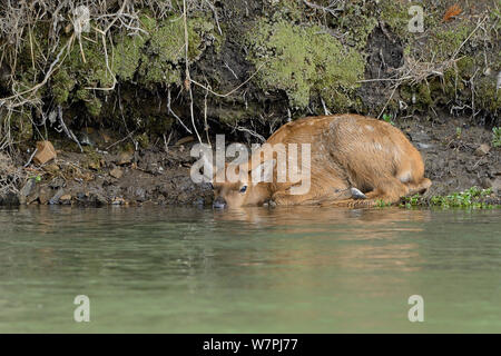 Elk / Wapiti (Cervus canadensis) resting by water, calf waiting for mother. Grand Teton National Park, Wyoming, USA, June. Stock Photo