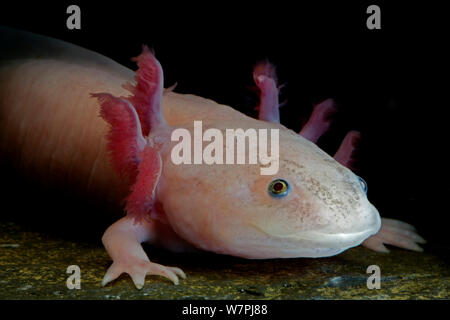 Axolotl Blanc - Ambystoma mexicanum - DNZ