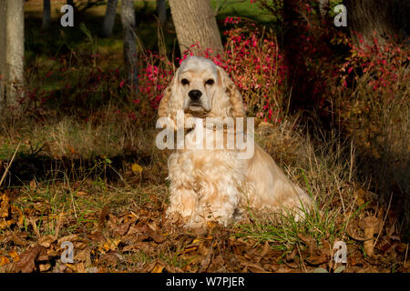 Cocker Spaniel (American show type) in autumn; Pomfret, Connecticut, USA. Stock Photo