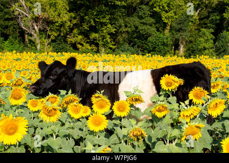 Belted Galloway Cow in sunflowers; Pecatonica, Illinois, USA Stock Photo