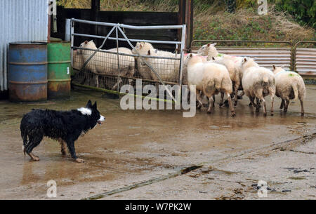 Border collie dog herding Domestic sheep  into shed, Herefordshire, UK Stock Photo