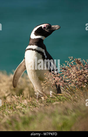 Magellanic Penguin (Spheniscus magellanicus) portrait in grass, New Island, Falkland Island