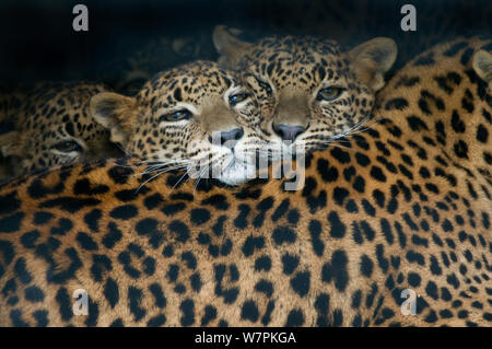 Sri Lanka leopard (Panthera pardus kotiya) two cubs resting on mother's back, captive Stock Photo