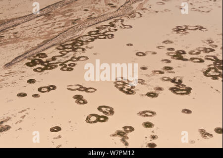 Aerial of Goyder Lagoon, part of the Strzelecki Desert, South Australia, July 2011 Stock Photo