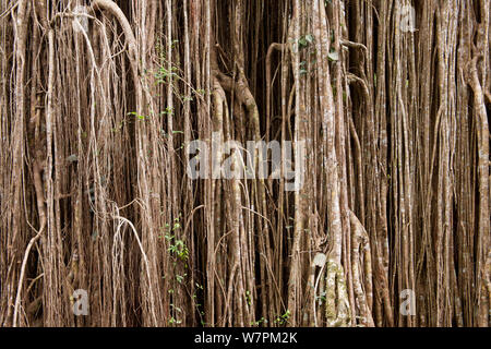 Detail of the Curtain Fig Tree, a Strangler Fig Tree(Ficus virens) growing on fallen tree, Atherton Tableland, North Queensland, Australia Stock Photo