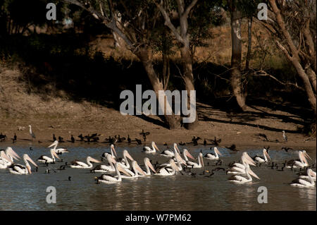 Australian pelicans (Pelecanus conspicillatus) along with Little black cormorants (Phalacrocorax sulcirostris) feeding in the hundreds along the Cooper Creek, South Australia, Australia Stock Photo