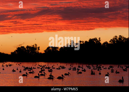 Australian pelicans (Pelecanus conspicillatus) feed along Cooper Creek at sunrise, Cullyamurra Waterhole, South-Australia Stock Photo