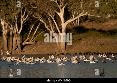 Australian pelicans (Pelecanus conspicillatus) along with Little black cormorants (Phalacrocorax sulcirostris) feeding in the hundreds along the Cooper Creek, South Australia, Australia Stock Photo