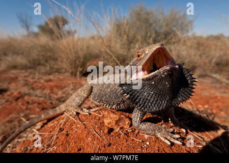 Central Bearded Dragon (Pogona vitticeps) with mouth open for thermoregulation. South Australia Stock Photo