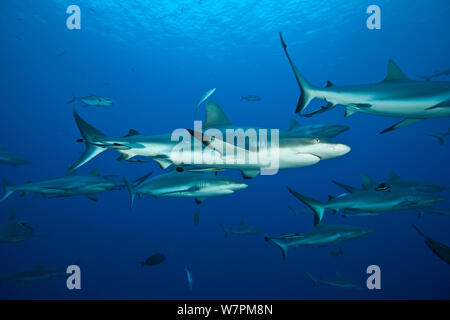Grey reef sharks (Carcharhinus amblyrhynchos) in Great Barrier Reef, Coral Sea, Queensland, Australia Stock Photo