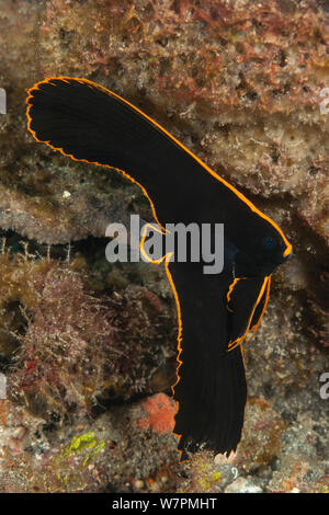 Juvenile Pinnate batfish (Platax pinnatus) Raja Ampat, West Papua, Indonesia Stock Photo