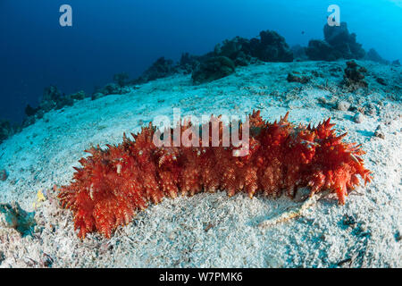 Red-Lined Sea Cucumber (Thelenota rubralineata) Raja Ampat, West Papua, Indonesia Stock Photo