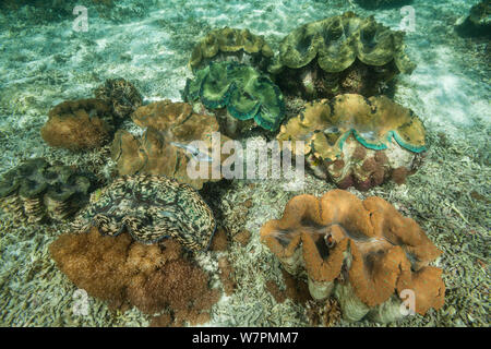 Giant clam (Tridacna gigas) in the shallows Raja Ampat, West Papua, Indonesia Stock Photo