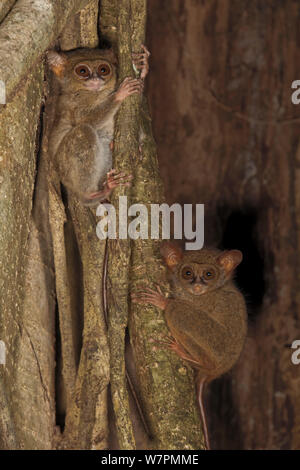 Spectral Tarsiers (Tarsius tarsier) in strangler fig tree, Tangkoko National Park, North Sulawesi, Indonesia Stock Photo