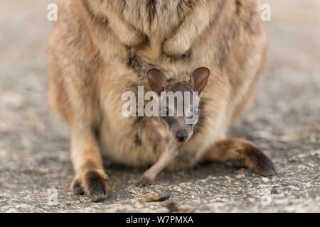 Mareeba rock-wallaby (Petrogale mareeba) mother with joey in her pouch, Queensland, Australia Stock Photo