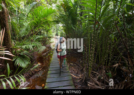 Tourist walking the forest boardwalk of Bako National Park, Sarawak, Borneo, March 2012. Model released. Stock Photo