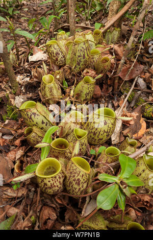 Carnivorous Pitcher plants in Borneo Stock Photo - Alamy
