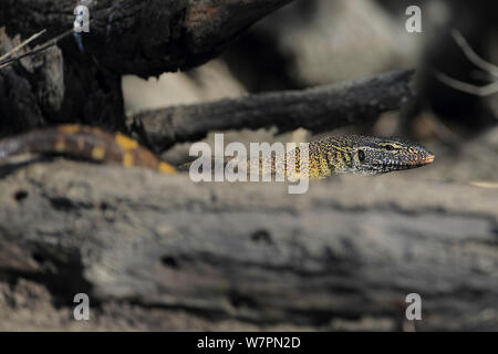 Nile Monitor (Varanus niloticus) behind log, The Gambia Stock Photo