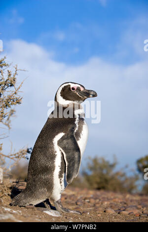 Magellanic penguin (Spheniscus magellanicus) Cabo dos Bahias, Chubut, Patagonia, Argentina, October Stock Photo