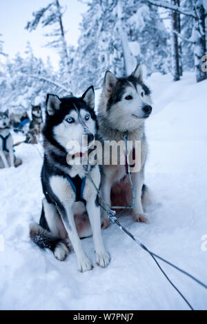 Siberian Husky sled dogs, Riisitunturi National Park, Lapland, Finland, February Stock Photo