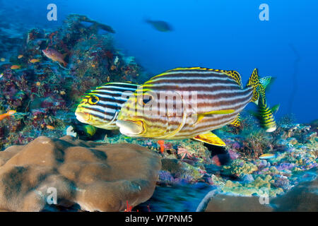 Oriental sweetlips fish (Plectorhinchus orientalis / vittatus) Maldives, Indian Ocean Stock Photo