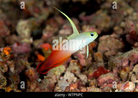 Red fire dartfish goby (Nemateleotris magnifica) Maldives, Indian Ocean Stock Photo