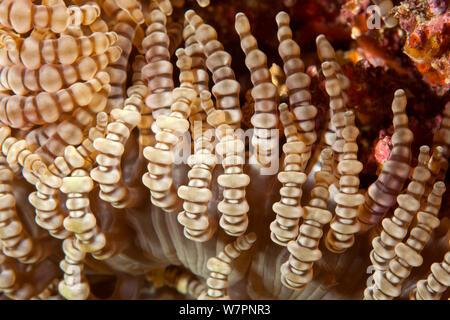 Detail of Beaded Sea anemone (Heteractis aurora) Maldives, Indian Ocean Stock Photo