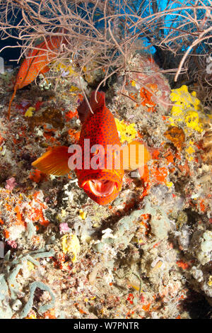 Vermilion Rock cod (Cephalopholis miniata) Maldives, Indian Ocean Stock Photo