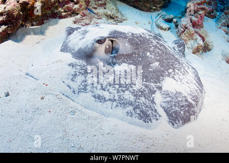 Thorny stingray (Urogymnus asperrimus) covered in sand, Indian Ocean, Maldives Stock Photo