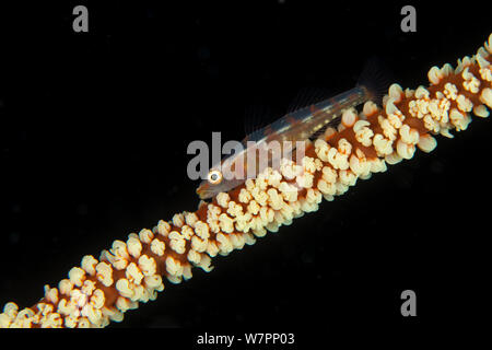 Wire coral goby (Bryaninops yongei) on wire coral, Maldives, Indian Ocean Stock Photo