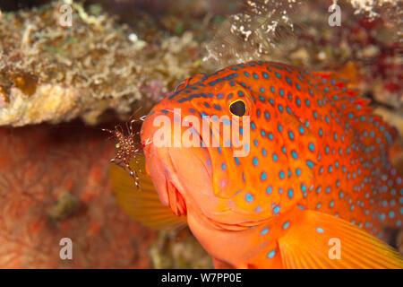 Vermilion Rock cod (Cephalopholis miniata) with cleaner shrimp, Maldives, Indian Ocean Stock Photo