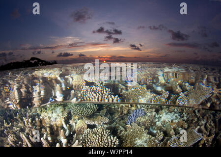 Reef under the surface of shallow waters, at sunset, covered with hard corals, Brush Coral (Acropora hyacinthus) Robust Acropora (Acropora robusta) and other Acropora, Maldives, Indian Ocean