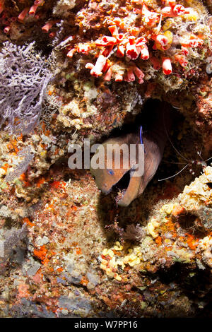 Giant moray (Gymnothorax javanicus) with Rock shrimp, Urocaridella sp. , Maldives, Indian Ocean Stock Photo