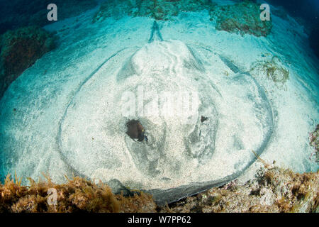 Round Stingray (Taeniura grabata) covered in sand,  probably pregnant female, Pico Island, Azores, Portugal, Atlantic Ocean Stock Photo