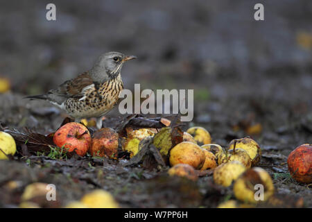 Fieldfare (Turdus pilaris) among windfall apples. Strumpshaw Fen RSPB, Norfolk, UK, November. Stock Photo