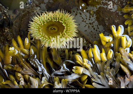 Tide pool with an anemone (Anthopleura xanthogrammica) and Pacific rockweed (Fucus distchus) in Olympic National Park. Washington, USA, July. Stock Photo