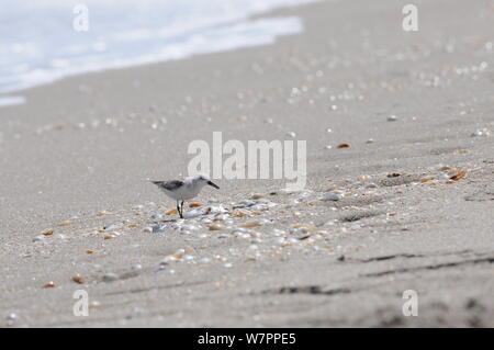 Sanderling on the beach Stock Photo