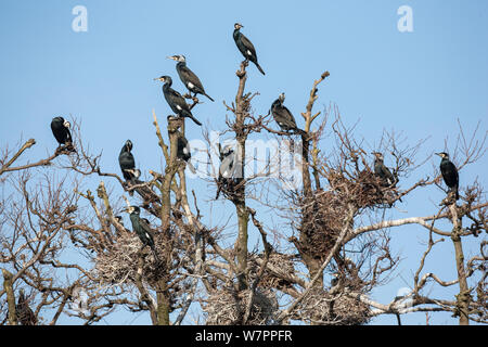 Great cormorants (Phalacrocorax carbo sinensis), adults in breeding plumage, perched on nesting trees of the colony in Niederhof, Germany, March Stock Photo