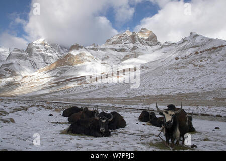 Domestic yak (Bos grunniens) resting by the Lha Chu river and the Kailas/Gangdise Mountains in the background, near Dirapuk Gompa, Mount Kailash, Tibet. June 2010 Stock Photo
