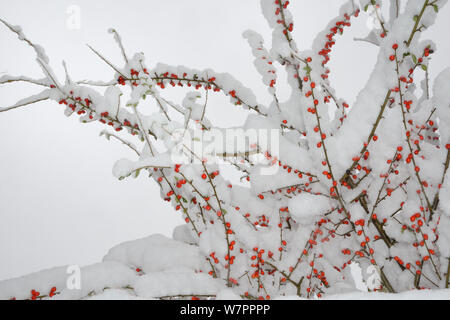 Red Cotoneaster (Cotoneaster) berries covered in thick snow in garden, Wiltshire, UK, January 2013 Stock Photo