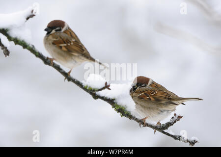 Eurasian Tree Sparrows (Passer montanus) on twig with snow, Vosges, France, January Stock Photo