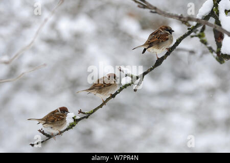 Eurasian Tree Sparrows (Passer montanus) on the left and House sparrow (Passer domesticus) male on twig with snow, Vosges, France, January Stock Photo