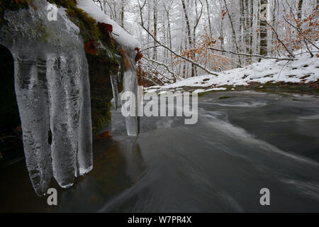 Large icicles above small stream coming  from Vosges mountain, France, January 2013 Stock Photo