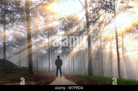 Silhouette of man in the pine forest in the morning sun rays through trees. Beautiful forest with natural light from the sun and fog Stock Photo